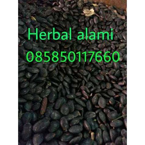 Biji Kedawung Oleh Herbal Alami Natural Di Surabaya