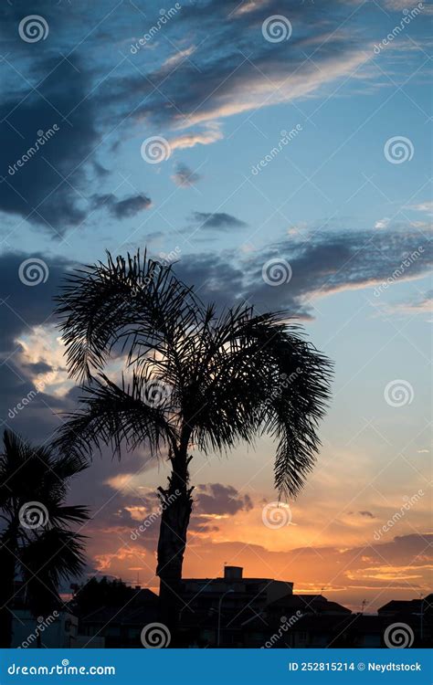 Palm Trees On Sunset Background Stock Photo Image Of Silhouettes