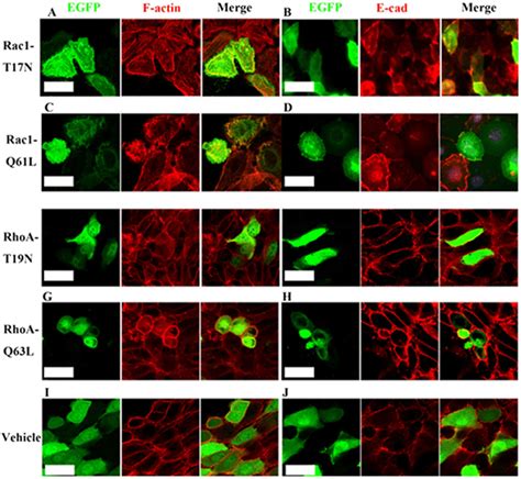Rac1 and RhoA regulate the cell geometry in the IDE cells in vitro ... 