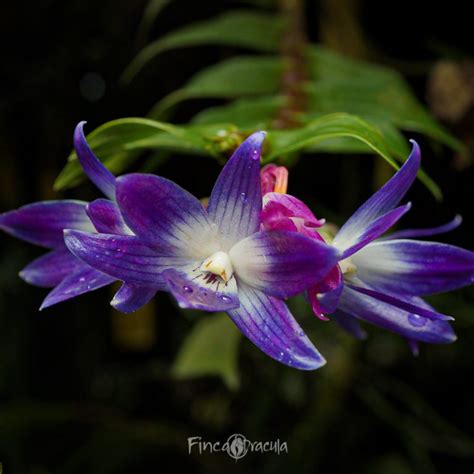 Dendrobium Victoriae Reginae Finca Dr Cula