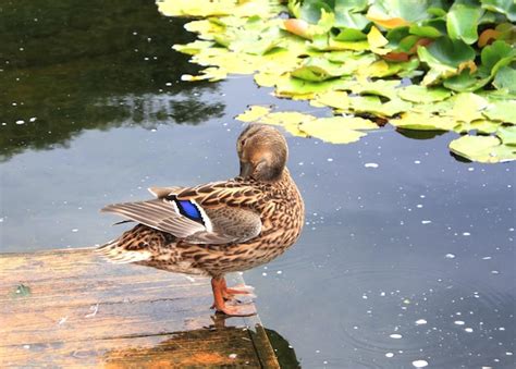 El Pato En El Parque Juega Consigo Mismo Foto Premium