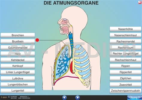 Atmungsorgane Übersicht AV Medien Onlineshop