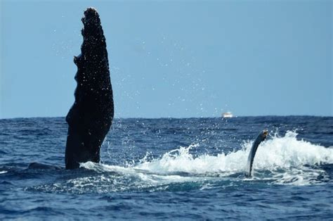 Whale Watching Kadena Marina Okinawa Japan Okinawa Okinawa Japan