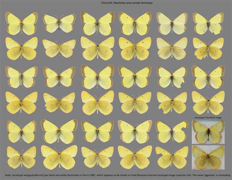 Colias Gigantea Gigantea Norbert Kondla Flickr