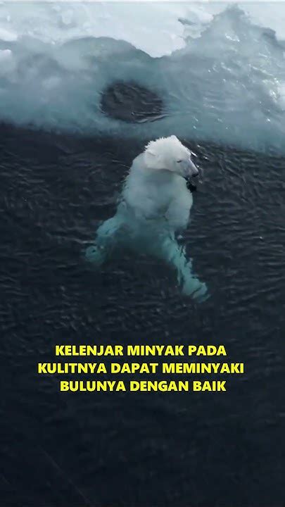 Beruang Kutub Polar Bear Mamalia Karnivora Darat Terbesar Didunia