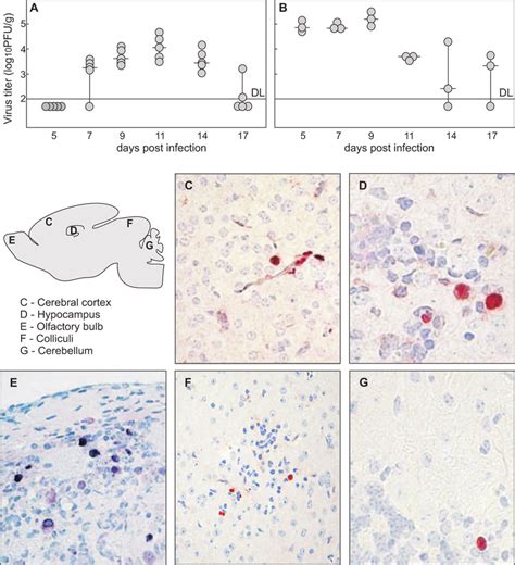 Kinetics Of Virus Replication And Spread In Brain Of Mcmv Infected