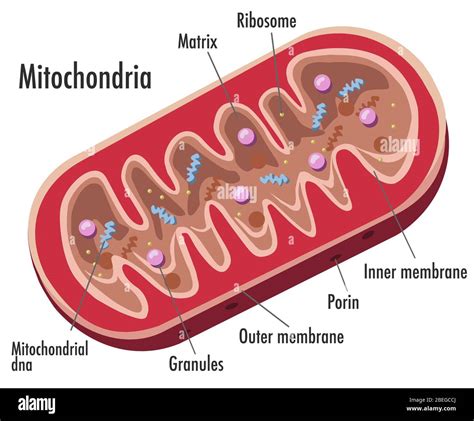 Mitochondria Labeled