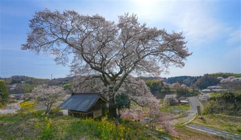 「春愁」の意味や読み方とは？いつの季語？俳句も紹介｜語彙力com