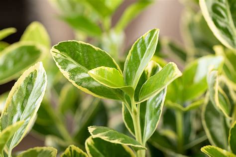 Euonymus Fortunei ‘variegatus Bild Kaufen 14056567