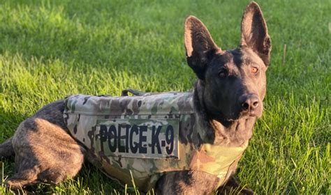 Duluth K9 Luna Receives Donation Of Body Armor Fox21online