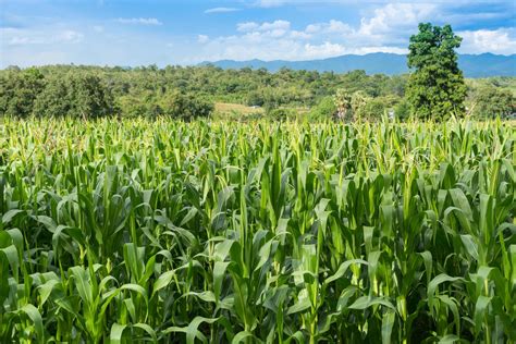 Beautiful Green Corn Field In Organic Agricultural Farm And Mountain