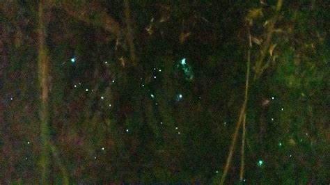 Glow Worms Melba Gully Lavers Hill Youtube