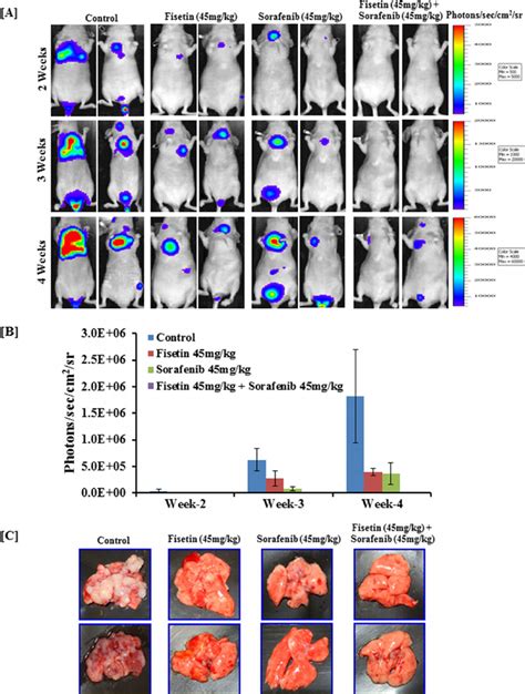 Effect Of Fisetin Sorafenib And Their Combination On Lung Metastasis