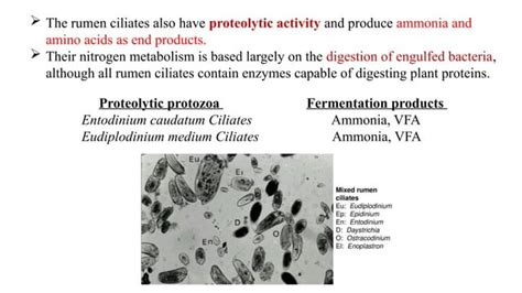 Rumen Ecosystem And Classification Of Rumen Microbes Pptx