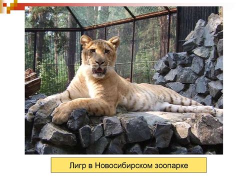 Гибриды животных - презентация онлайн