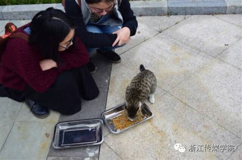 视点 浙传流浪猫生存报告 浙江传媒学院新闻网