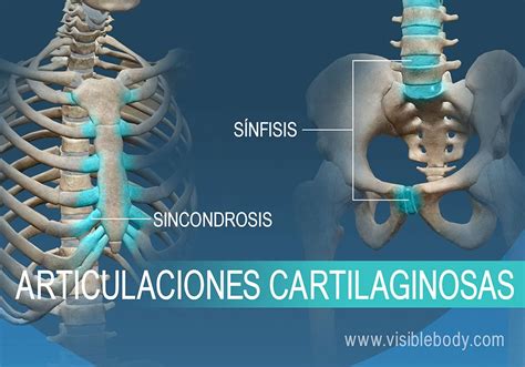 Aprenda Anatom A Del Esqueleto Articulaciones Y Ligamentos