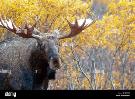 Bull Moose In Front Of Fall Colored Birch Trees In Denali National Park