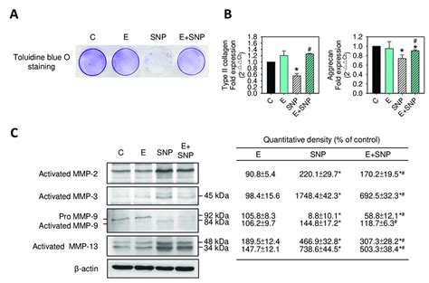 The Effect Of SNP And Or S Equol On Extracellular Matrix And MMPs