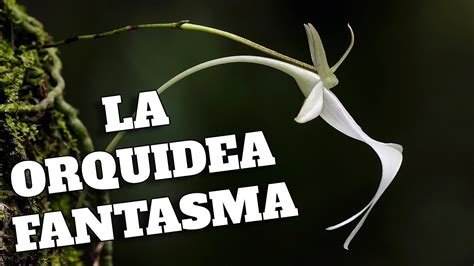 El Misterio de la Orquidea Fantasma Una historia mágica YouTube