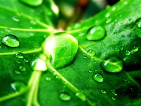 Green Nature Wallpaper Green Wallpaper 19511380 Fanpop