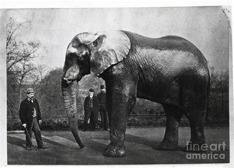 Jumbo The Elephant Photograph by Bettmann - Fine Art America