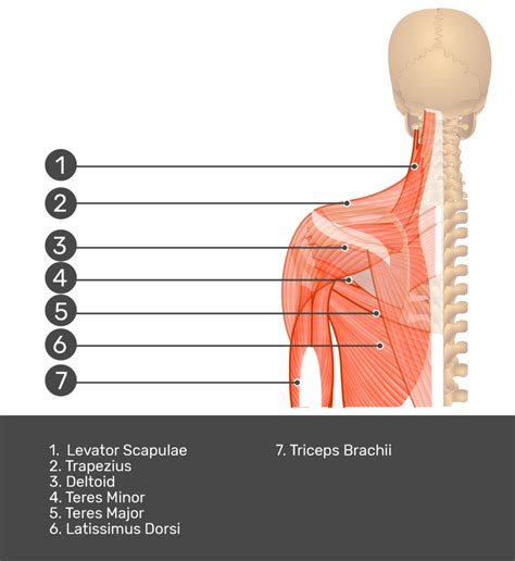 Trapezius Muscle Diagram