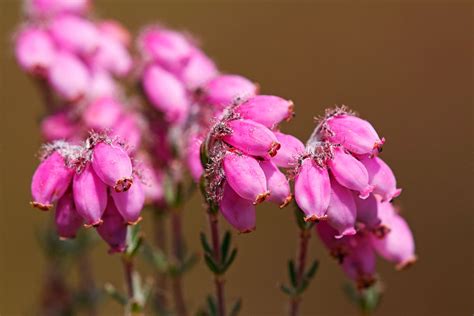 A Guide To Scottish Heather One Of Scotlands Famous Plants