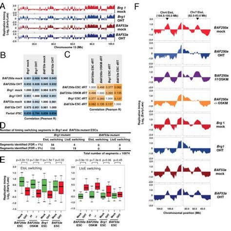 Role Of Baf A In The Regulation Of Replication Domains In Cells