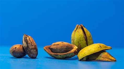 How to Grow a Pecan Tree From a Nut in 5 Easy Steps! - GardenZoo