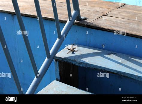 Lizard Pictured On The Steps To A Swimming Pool In Freetown Sierra