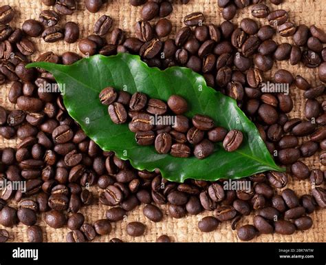 Roasted Coffee Bean With Leave On Linin Sack Stock Photo Alamy