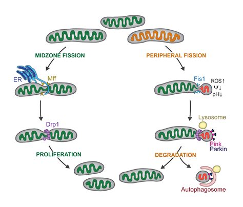 Mitochondria Cycle