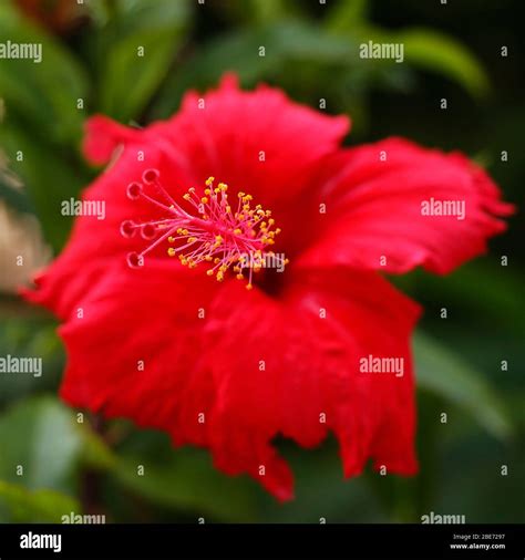 Orange Colour Hibiscus Flower Hi Res Stock Photography And Images Alamy