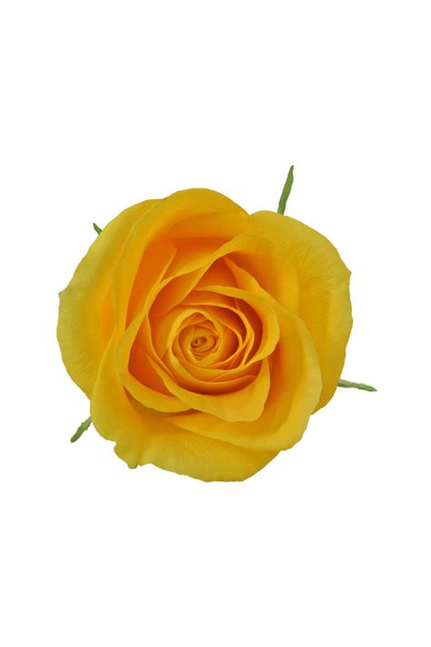 ROSE, 60CM YELLOW, BRIGHTON – Flora Fresh
