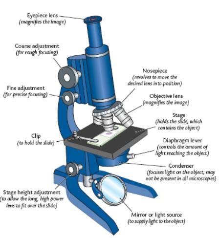 Microscope Parts Diagram - ClipArt Best