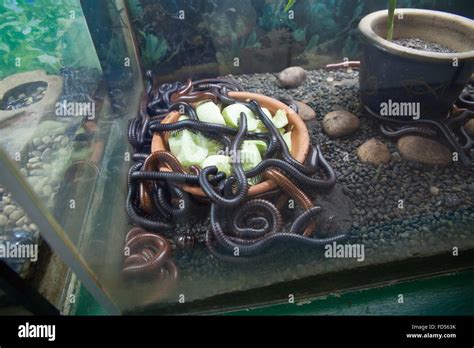 Giant Earthworm In Glass Cage Stock Photo Alamy