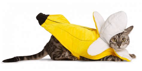 35 Cat Halloween Costumes — Funny Halloween Costumes For Cats Parade Pets