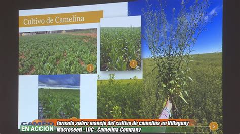 El Cultivo De Camelina Llega Con Un Plan De Incentivos Al Productor