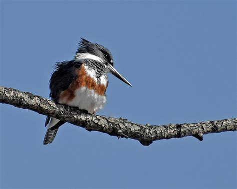 Kingfisher Hunting Photograph By Holly Simon Fine Art America