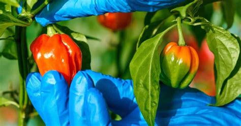 Harvesting Peppers Grow Hot Peppers