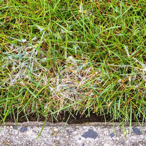 5 Common Fungal Lawn Diseases And How To Treat Them Productive Parks