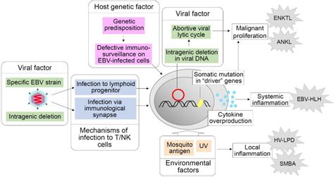 Cancers Free Full Text Chronic Active Epstein Barr Virus Infection Is It Immunodeficiency