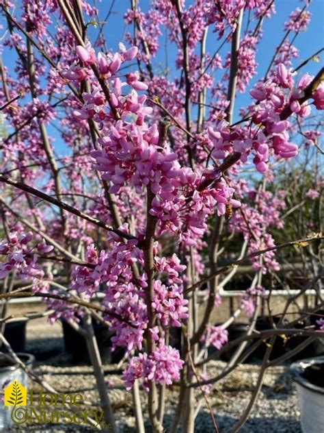 Cercis Canadensis Clump Eastern Redbud From Home Nursery