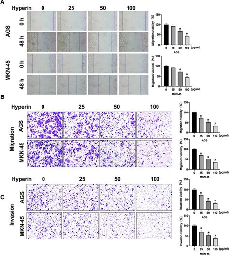 Hyperin Inhibits Migration And Invasion In Ags And Mkn Cells A