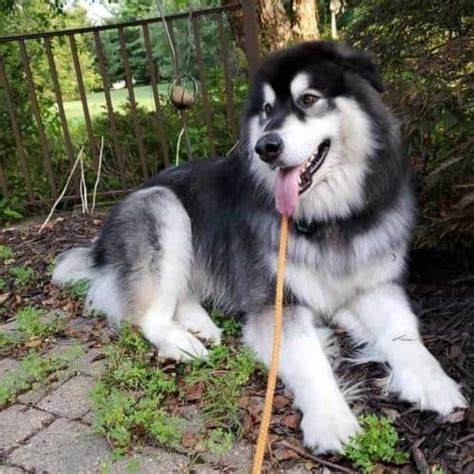 Giant Alaskan Malamute Your Guide To Owning A Giant Mal Dog K9 Web