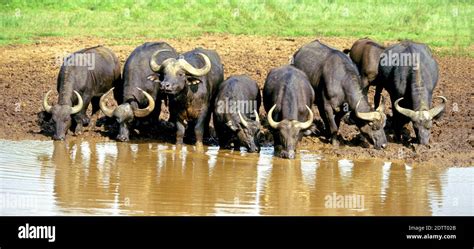 A Herd Of Cape Or African Buffalo Share The Mud At A Waterhole In