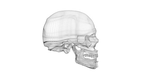 3d Human Skull Turbosquid 1922115