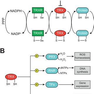 The Components Of The TRX System And Its Cellular Functions A The