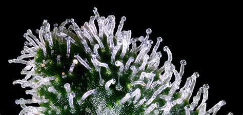 Best Strains For Bubble Hash Production